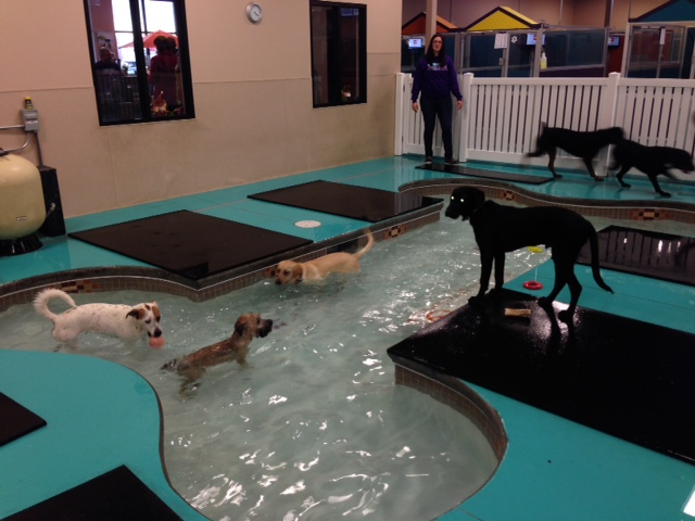 pet spa and resort near me