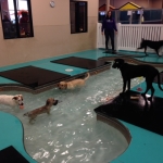 doggy pool