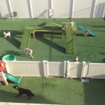 Dogs playing in the outdoor play area