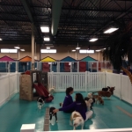 dogs playing inside Paw Spa